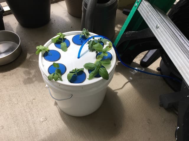 Project Finished with all Cut Plants in Net Cups inside Pail, with Air Pump Connected